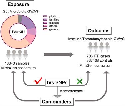 Causal relationship between gut microbiota and immune thrombocytopenia: a Mendelian randomization study of two samples